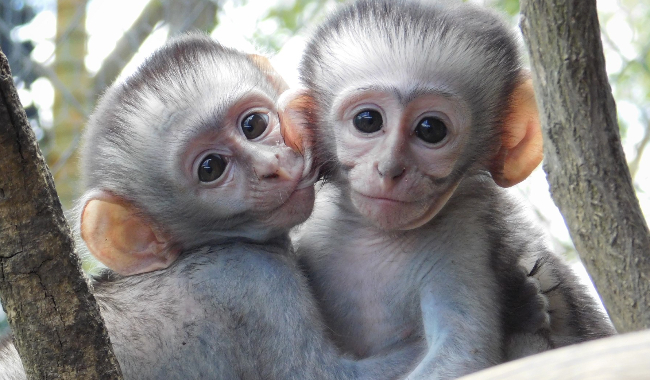 Vervet Monkey Foundation SA